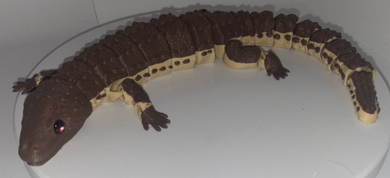 Glass Eyed Earless Monitor Lizard