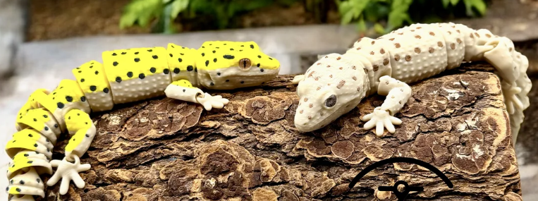 Glass Eyed Leopard Gecko